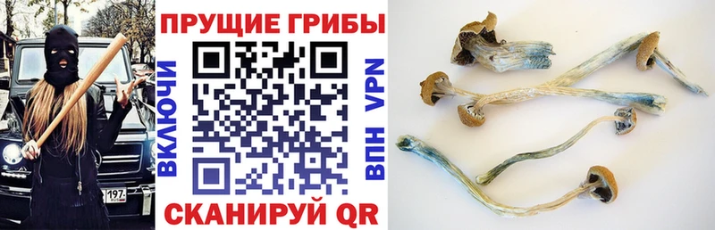 наркота  Малоярославец  Псилоцибиновые грибы мицелий 